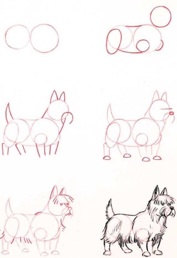 How-to-Draw-a-Dog-Step-by-Step-Dog-Drawing-Tutorials