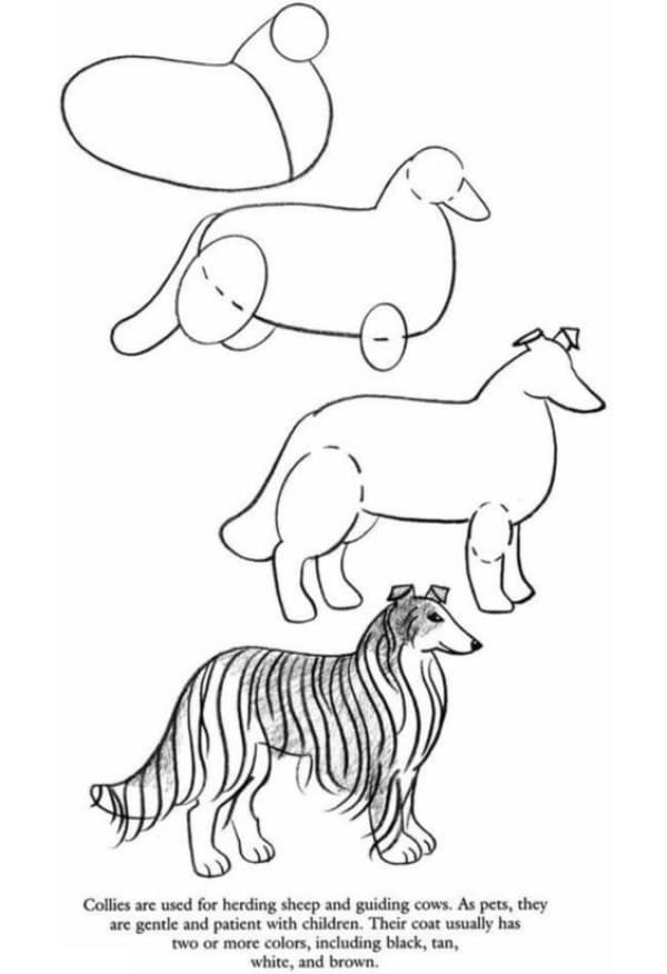 How-to-Draw-a-Dog-Step-by-Step-Dog-Drawing-Tutorials