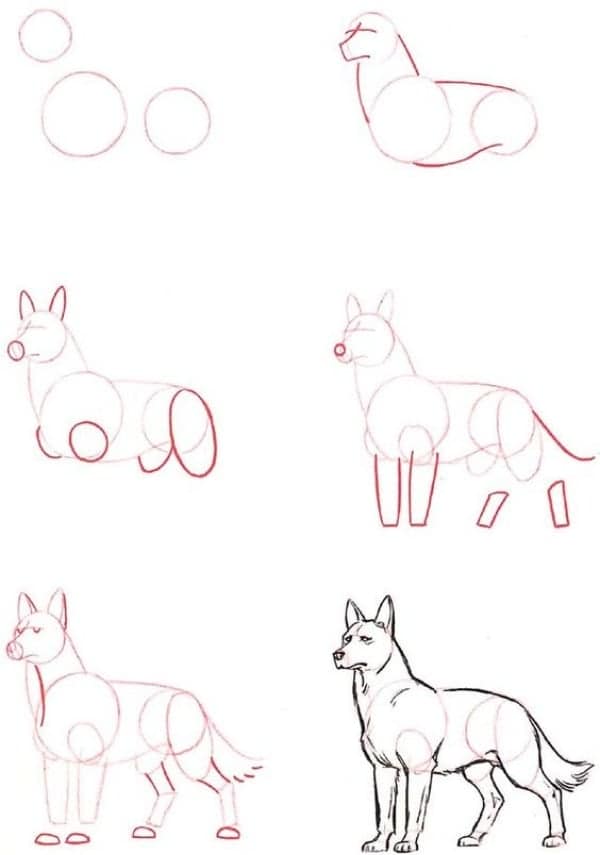 How-to-Draw-a-Dog-Step-by-Step-Dog-Drawing-Tutorials